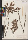 Foto von Salix aurita L. x Salix lapponum L. x Salix myrtilloides L.